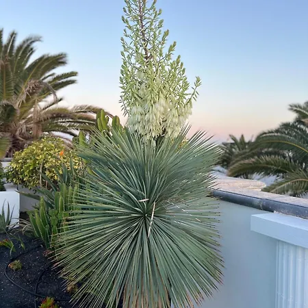 Oasis De Lujo - Luxury Boutique Costa Teguise